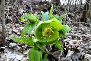 12 Helleborus viridis  (Elleboro verde)